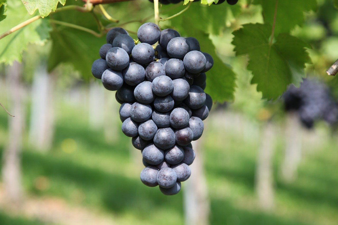 Сорта черного винограда
