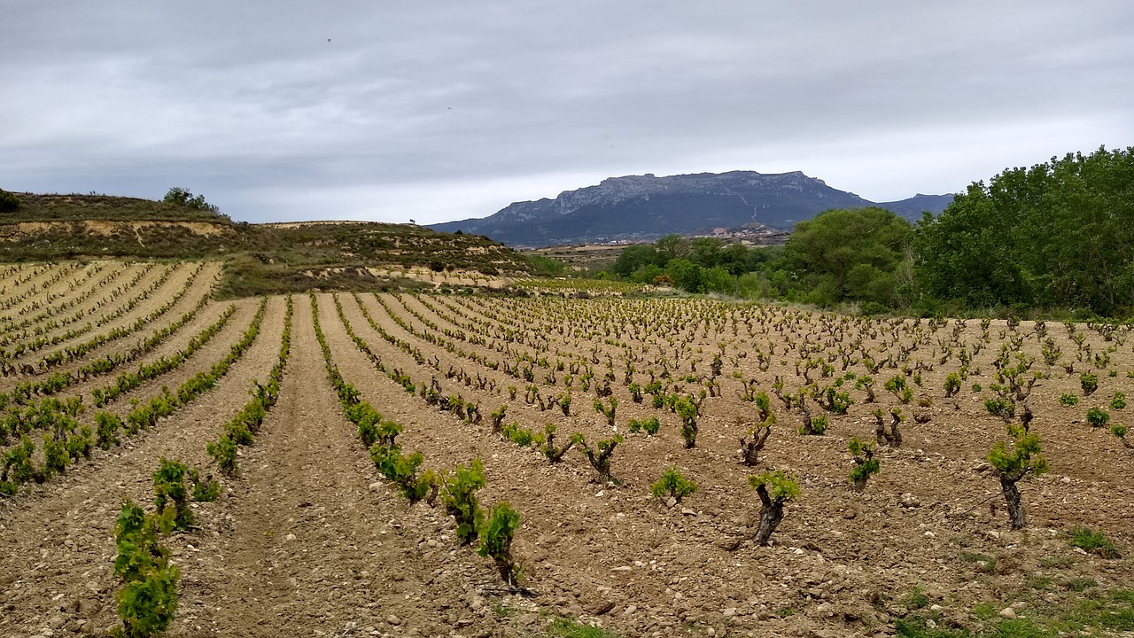 Виноград в Риохе (Испания)