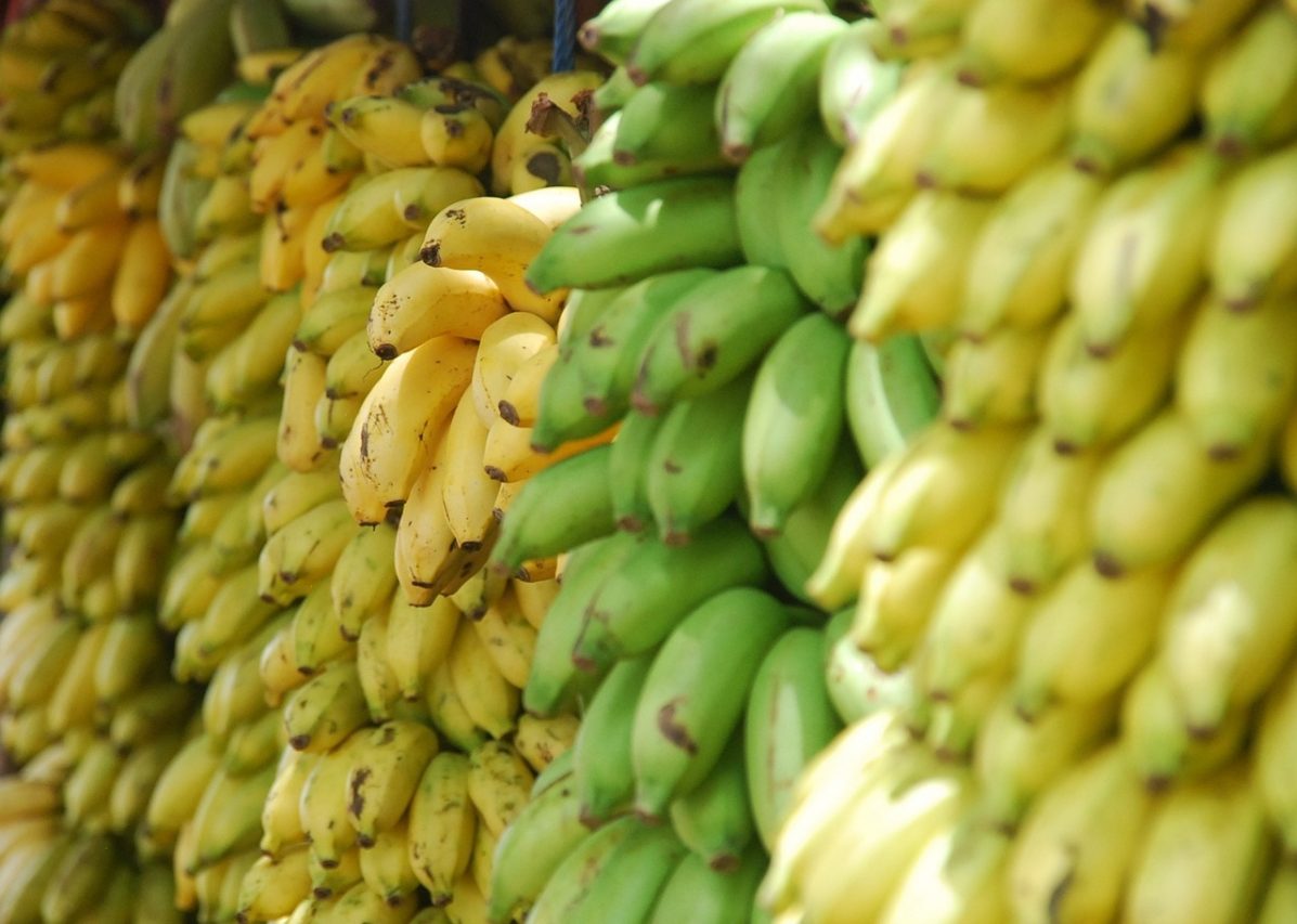 Созревающие бананы