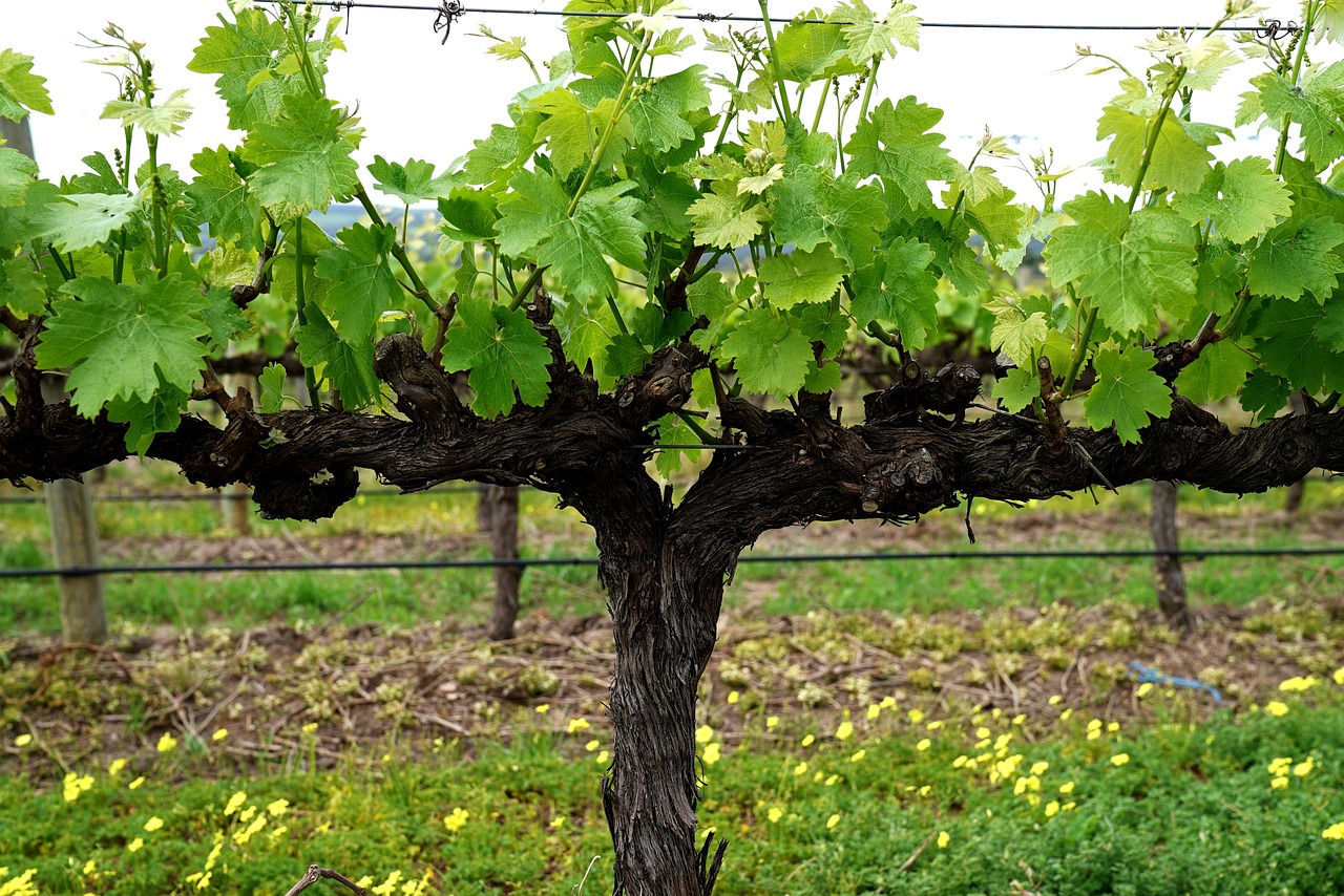 Виноградная лоза Vitis vinifera