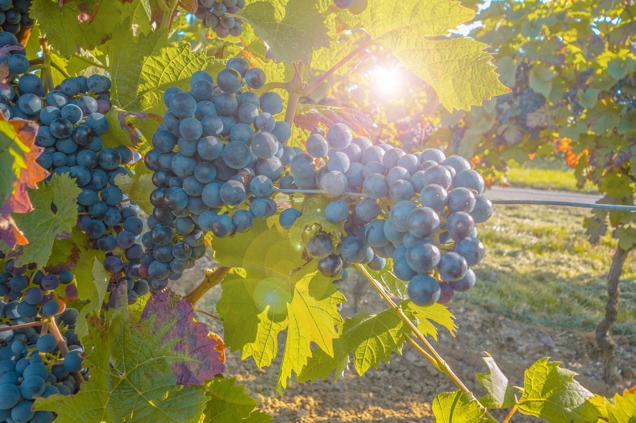 Солнце в винограднике