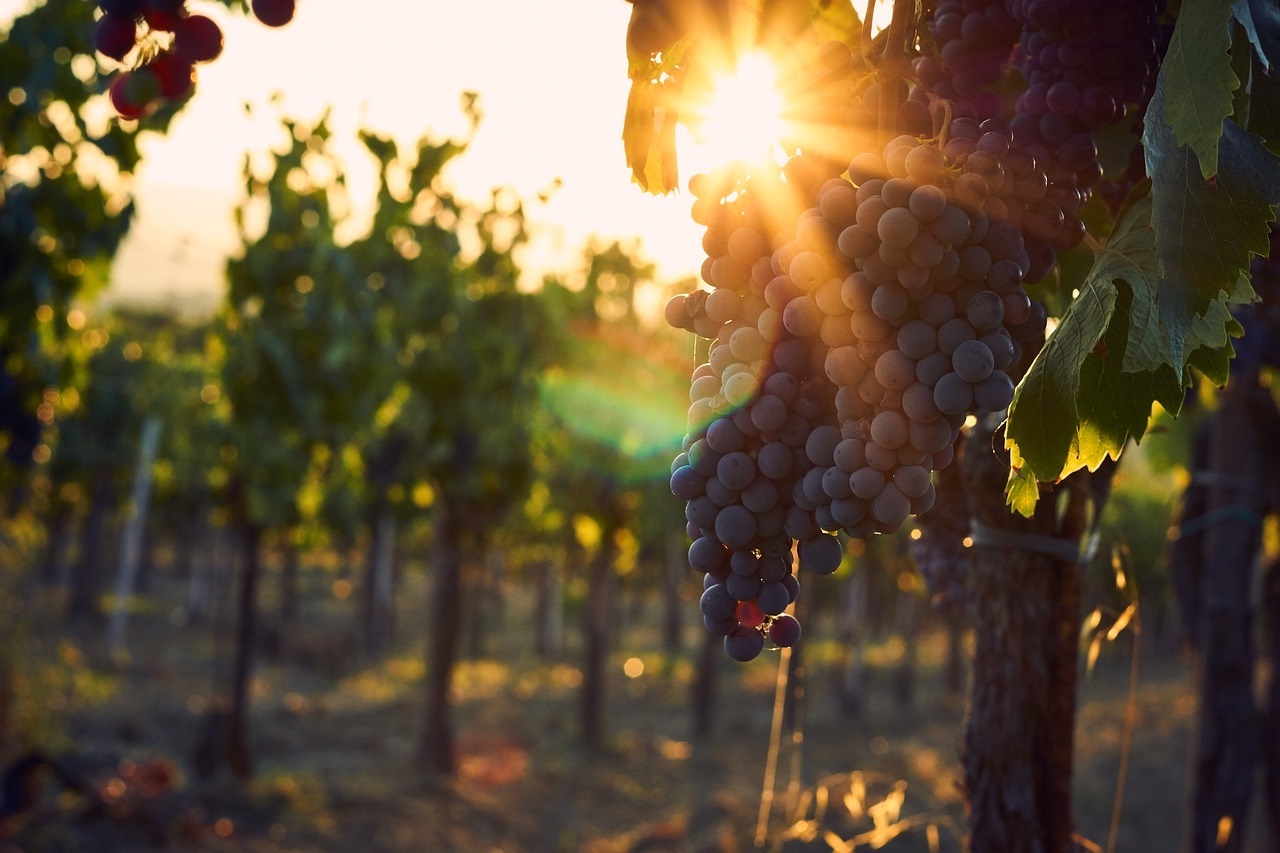 Солнце в винограднике