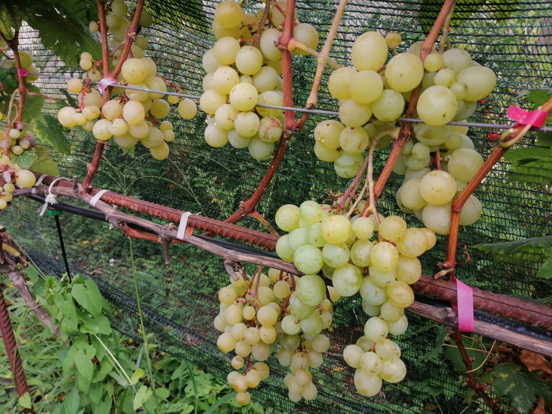 Виноград "Талисман" на нашем винограднике
