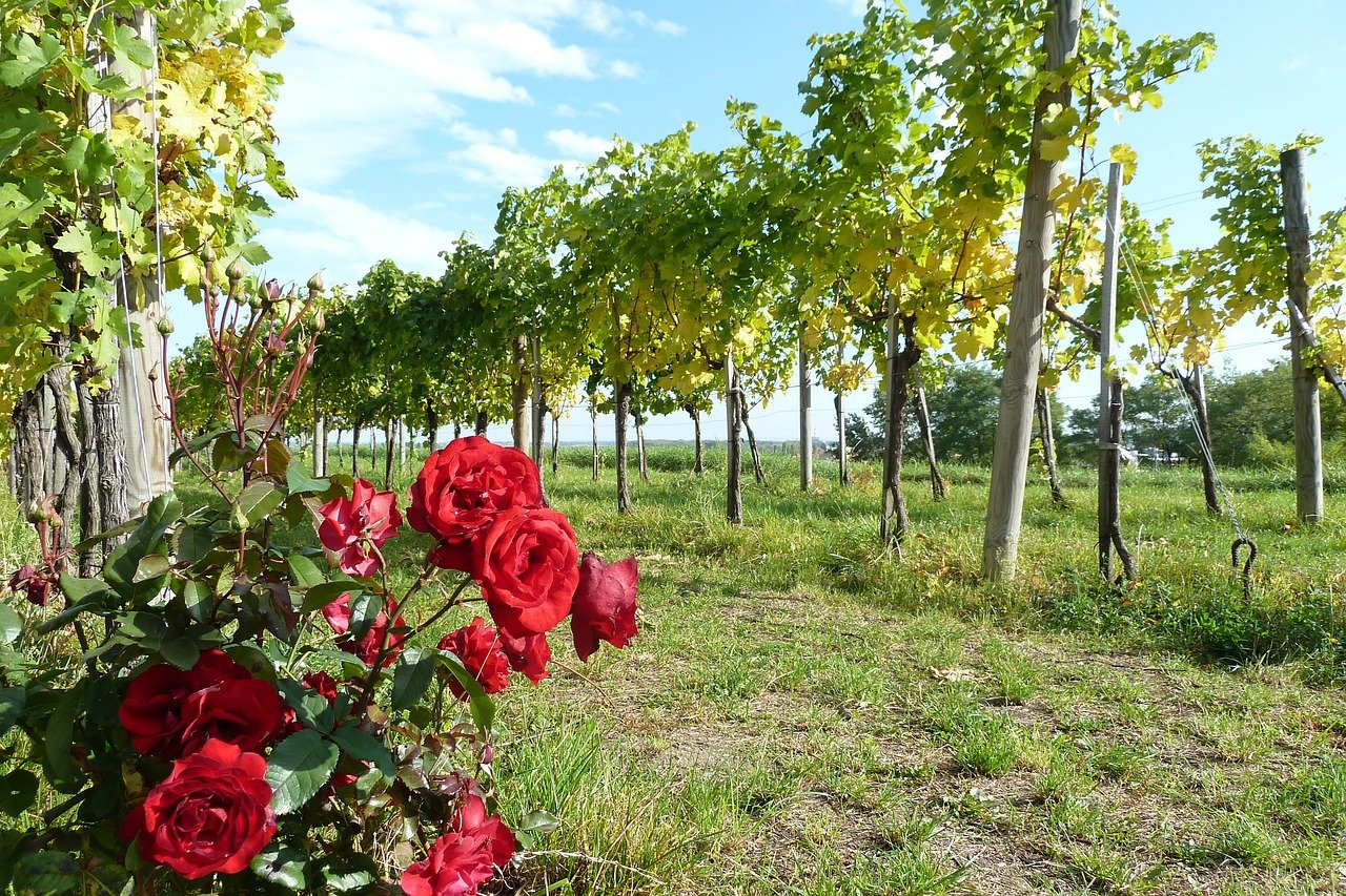 Роза в винограднике